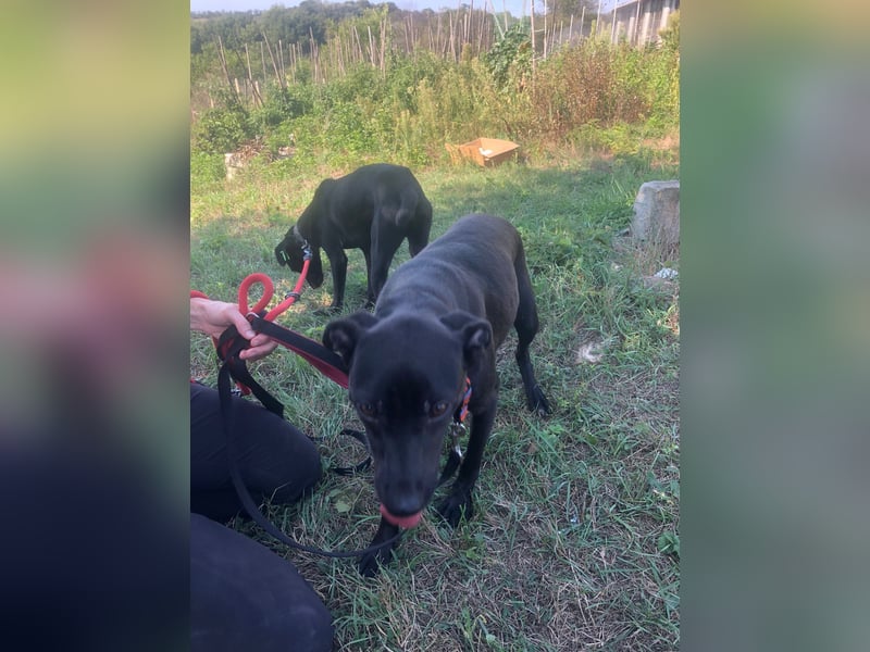ONYX ❤ sucht Zuhause oder Pflegestelle