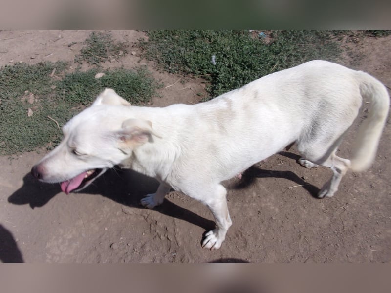 NOVA❤  sucht Zuhause oder Pflegestelle NOVA❤  sucht Zuhause oder Pflegestelle