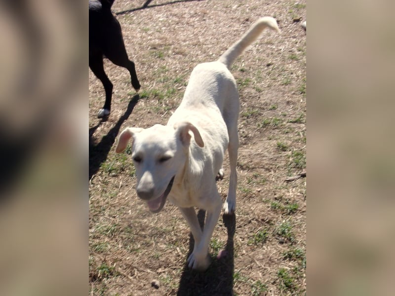 NOVA❤  sucht Zuhause oder Pflegestelle NOVA❤  sucht Zuhause oder Pflegestelle