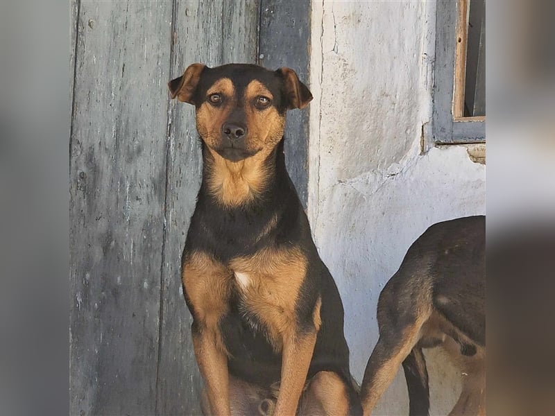 TRINO ❤ EILIG! sucht Zuhause oder Pflegestelle