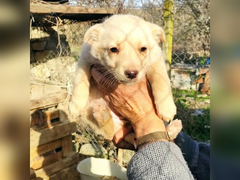 XERA ❤  sucht Zuhause oder Pflegestelle