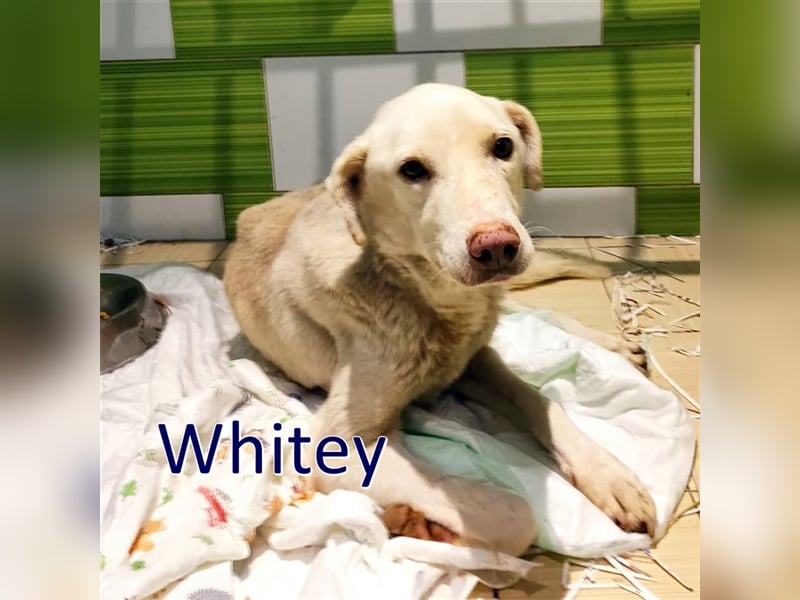 WHITEY ❤️ EILIG sucht Zuhause oder Pflegestelle