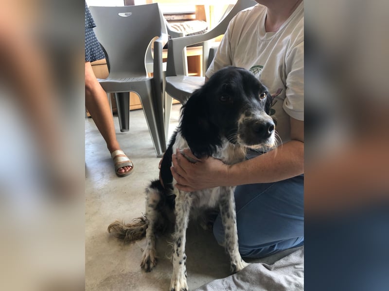 SHELLY ❤️ sucht Zuhause oder Pflegestelle