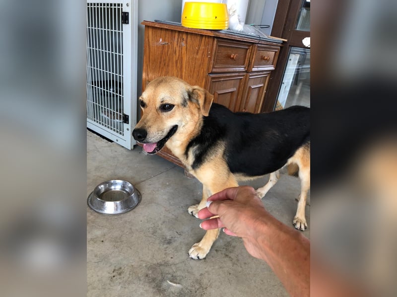 COCO ❤️ sucht Zuhause oder Pflegestelle