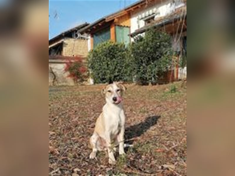 VENI ❤  sucht Zuhause oder Pflegestelle