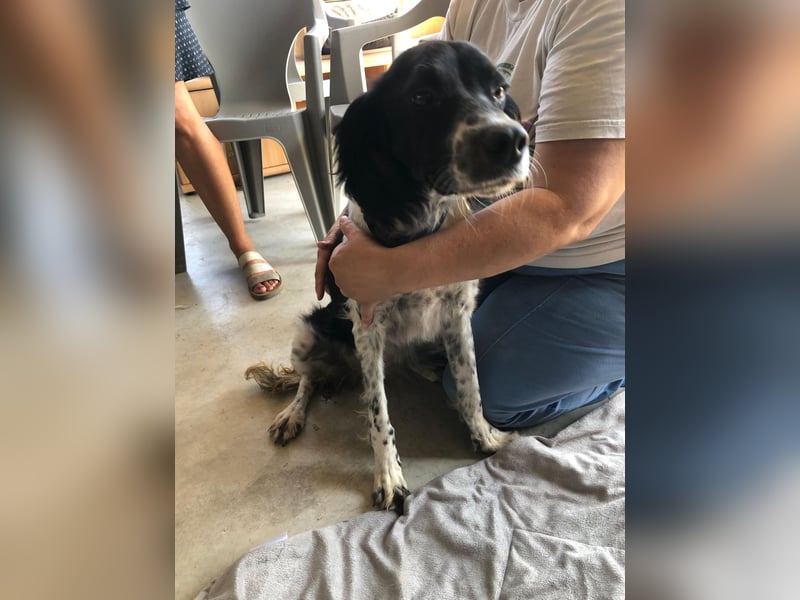 SHELLY ❤️ sucht Zuhause oder Pflegestelle