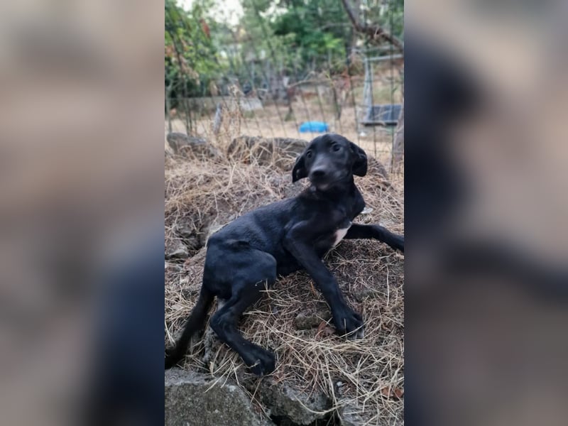 LOANA ❤️  wartet in 52441 Linnich-Gereonsweiler auf Dich