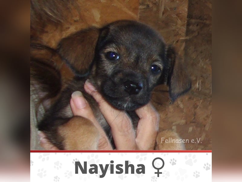 NAYISHA ❤ EILIG! sucht Zuhause oder Pflegestelle