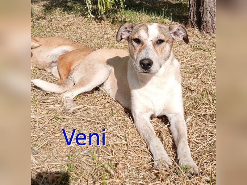 VENI ❤  sucht Zuhause oder Pflegestelle