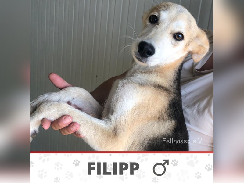 FILIPP ❤️ sucht Zuhause oder Pflegestelle