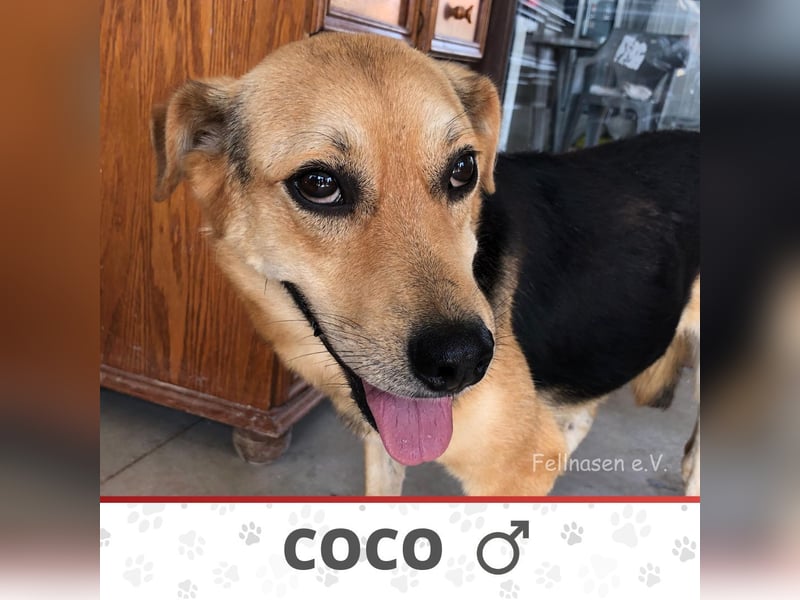 COCO ❤️ sucht Zuhause oder Pflegestelle