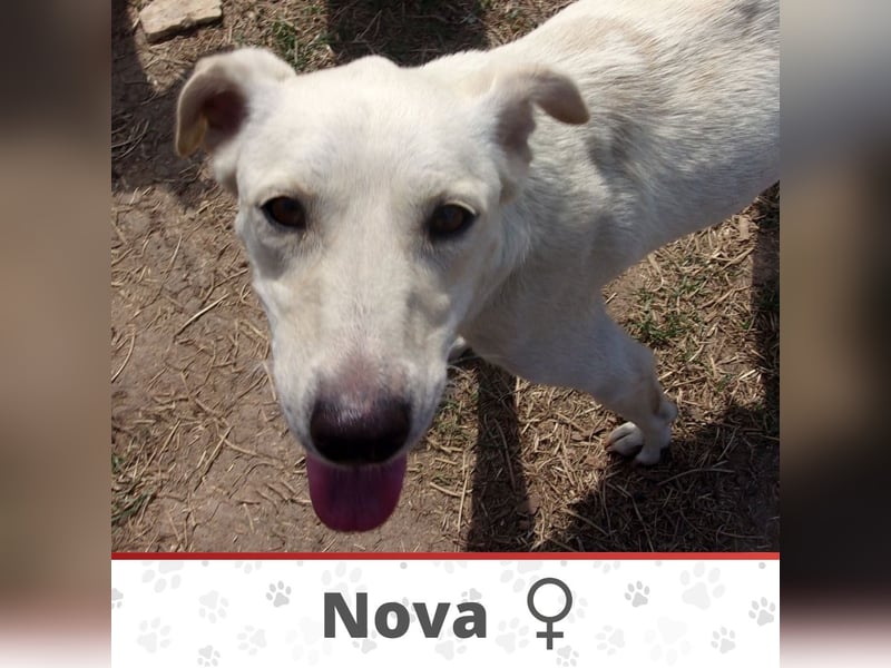 NOVA❤  sucht Zuhause oder Pflegestelle NOVA❤  sucht Zuhause oder Pflegestelle