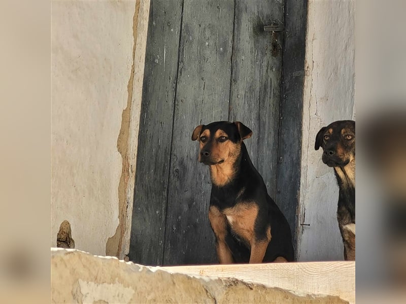 TRINO ❤ EILIG! sucht Zuhause oder Pflegestelle