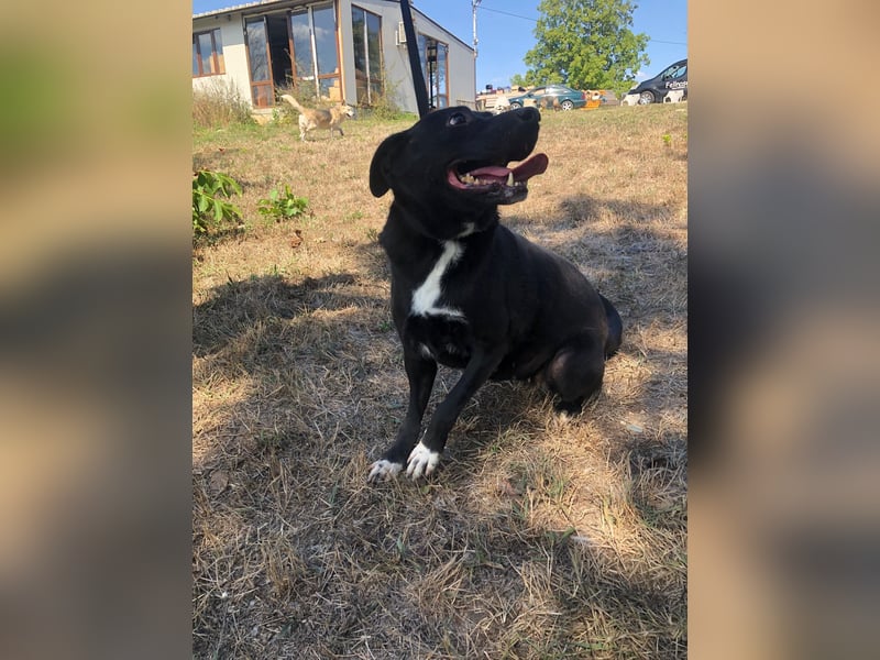 PHOEBE ❤️  sucht Zuhause oder Pflegestelle