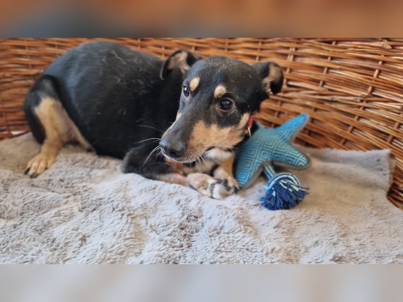 ANTONY ❤️ sucht Zuhause oder Pflegestelle