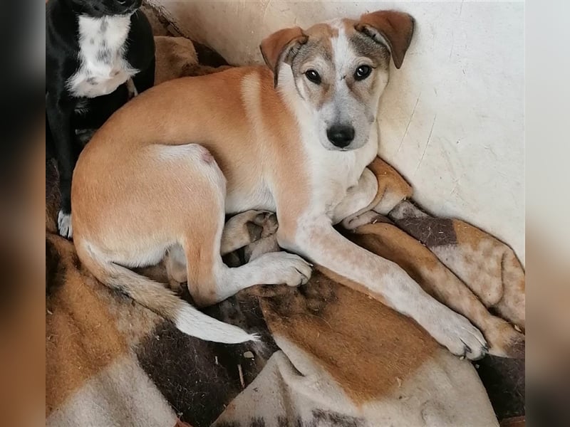 VENI ❤  sucht Zuhause oder Pflegestelle