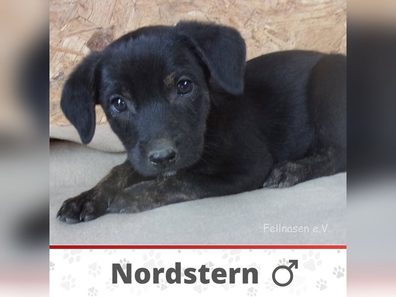 NORDSTERN ❤ EILIG!  sucht Zuhause oder Pflegestelle