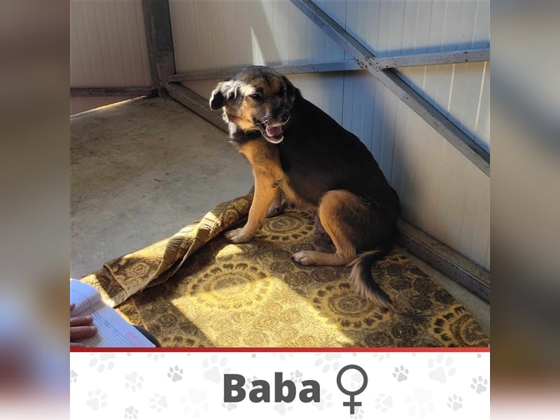 BABA ❤ EILIG sucht Zuhause oder Pflegestelle