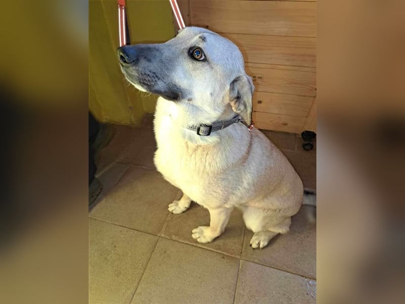 BENDJI ❤ sucht Zuhause oder Pflegestelle