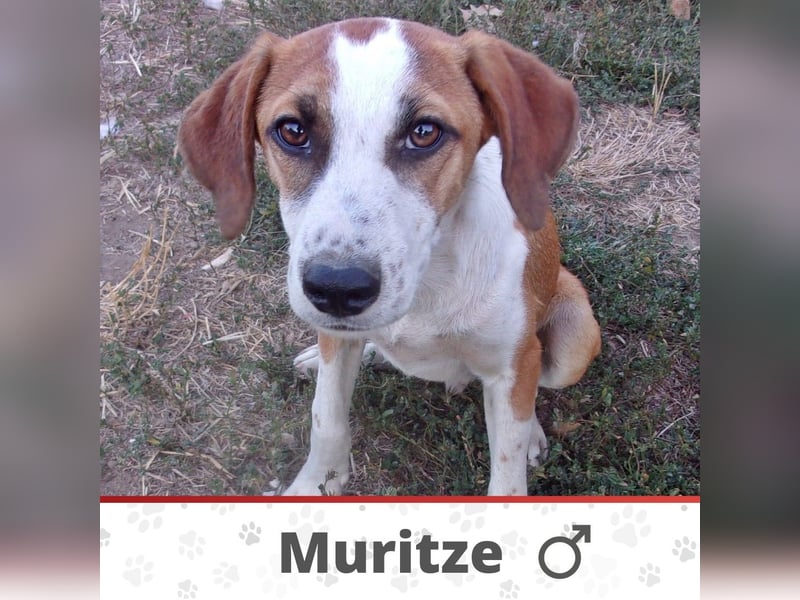 MURITZE ❤ EILIG! sucht Zuhause oder Pflegestelle