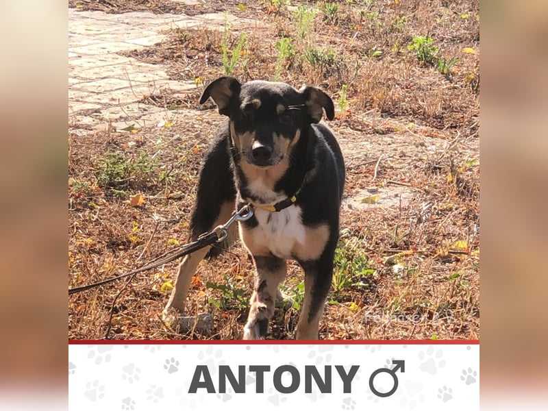 ANTONY ❤️ sucht Zuhause oder Pflegestelle