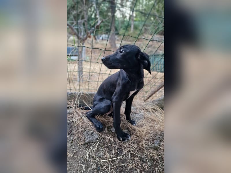 LOANA ❤️  wartet in 52441 Linnich-Gereonsweiler auf Dich