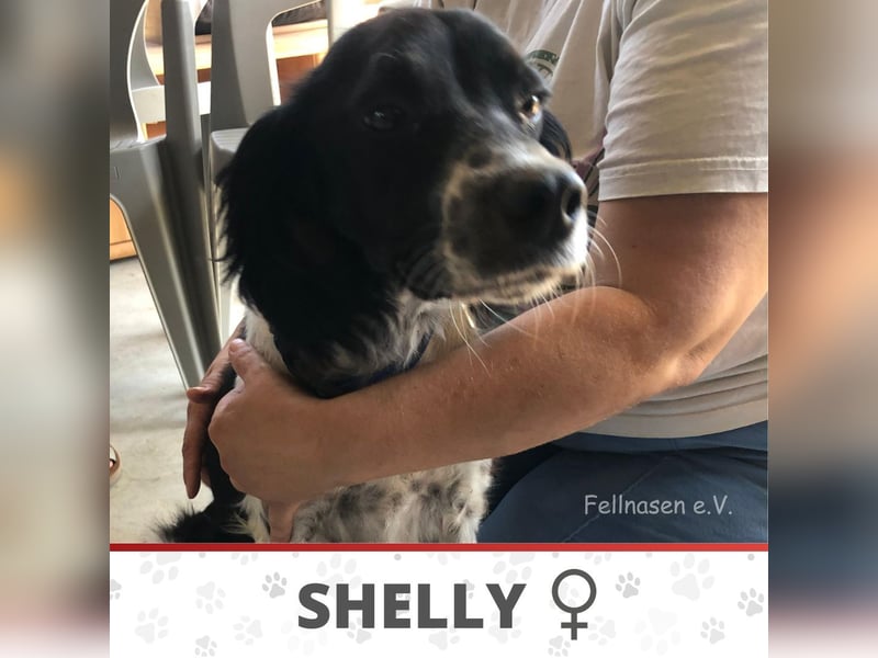 SHELLY ❤️ sucht Zuhause oder Pflegestelle