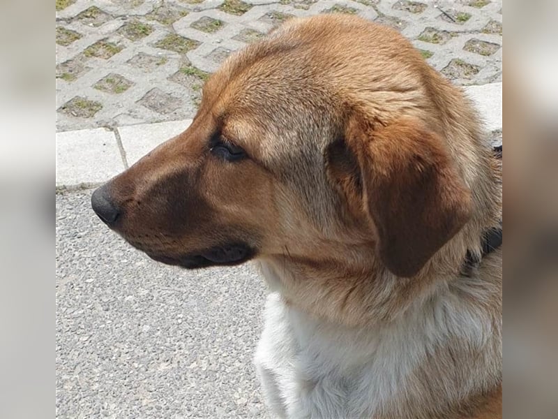 PAPAYA ❤ EILIG sucht Zuhause oder Pflegestelle