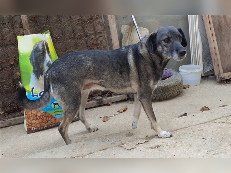 LUNA ❤ sucht Zuhause oder Pflegestelle