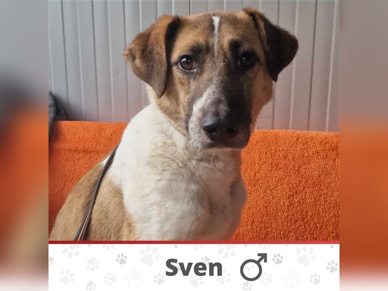 SVEN ❤ EILIG! sucht Zuhause oder Pflegestelle