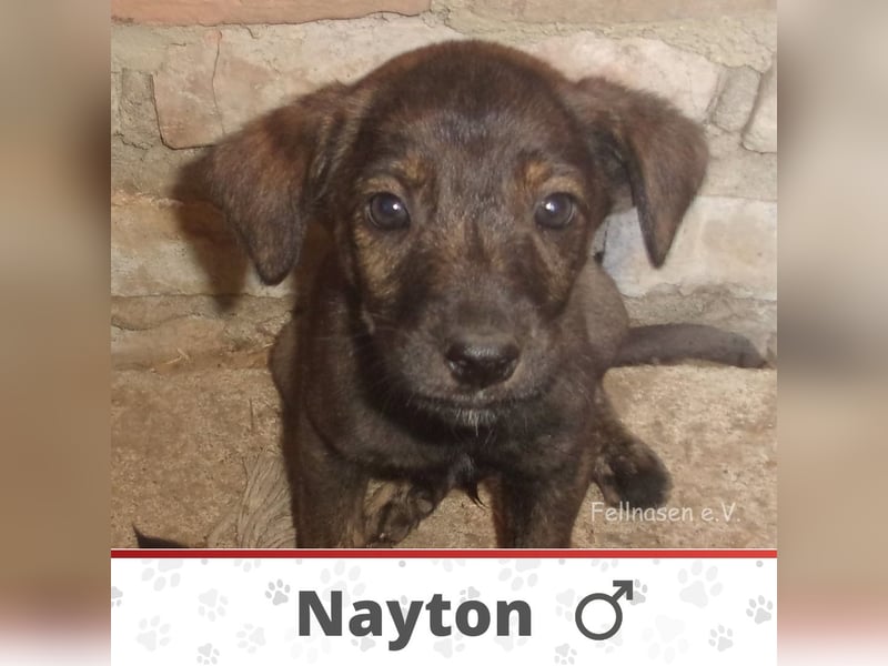 NAYTON❤ EILIG! sucht Zuhause oder Pflegestelle NAYTON❤ EILIG! sucht Zuhause oder Pflegestelle