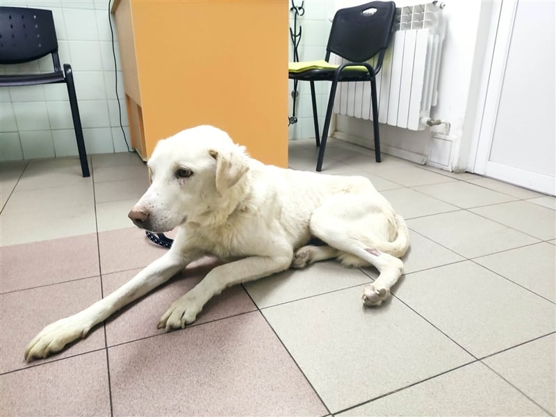 WHITEY ❤️ EILIG sucht Zuhause oder Pflegestelle