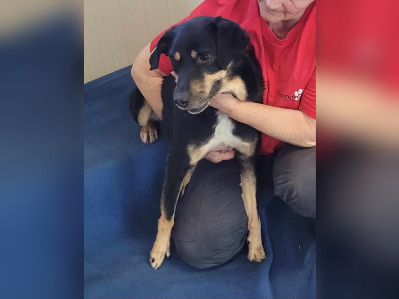 BOY ❤ EILIG! sucht Zuhause oder Pflegestelle