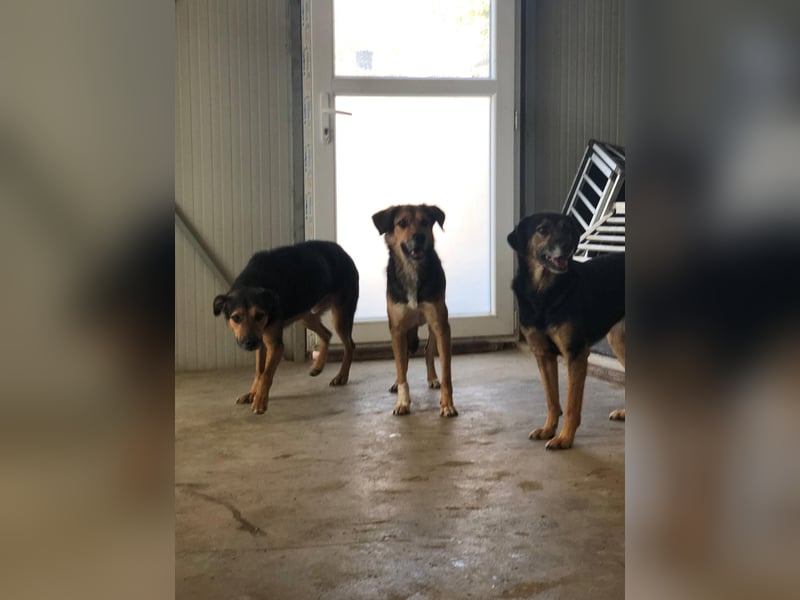 NAYLA ❤ EILIG! sucht Zuhause oder Pflegestelle