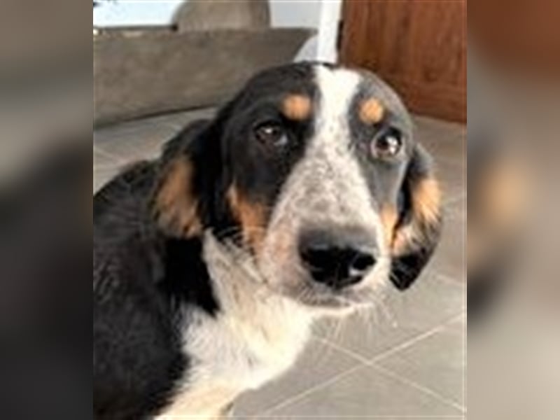 HELEN ❤ sucht Zuhause oder Pflegestelle