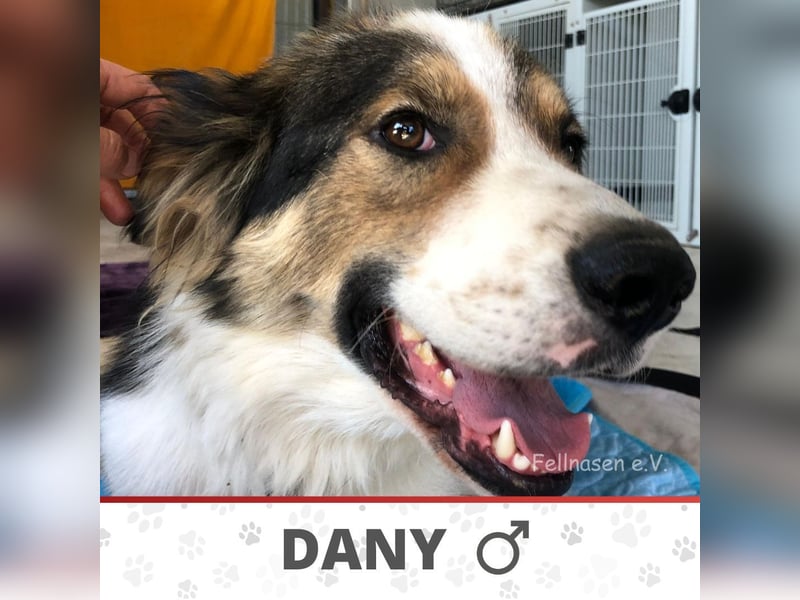 DANY ❤️  sucht Zuhause oder Pflegestelle