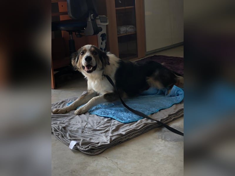 DANY ❤️  sucht Zuhause oder Pflegestelle