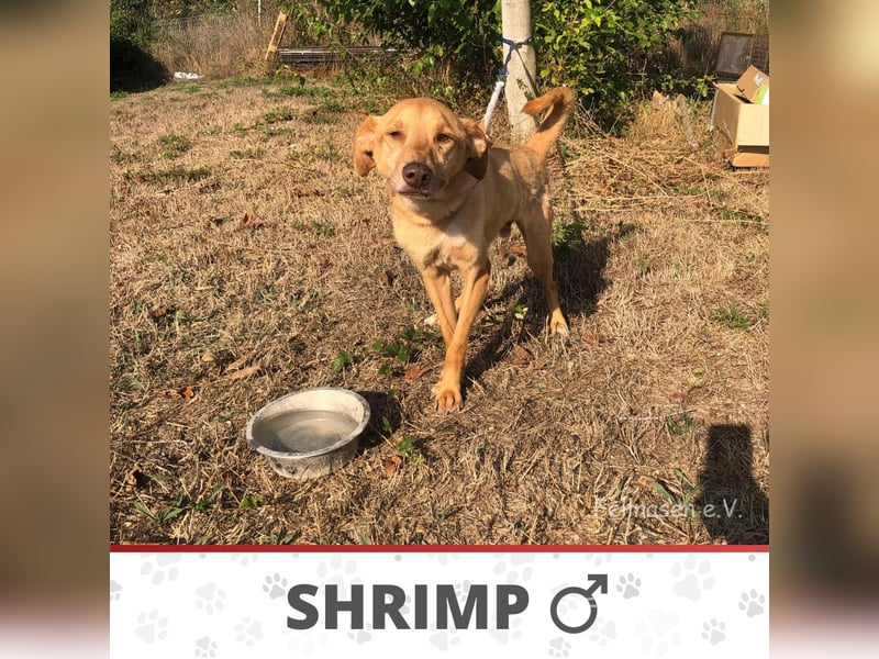 SHRIMP ❤️ sucht Zuhause oder Pflegestelle