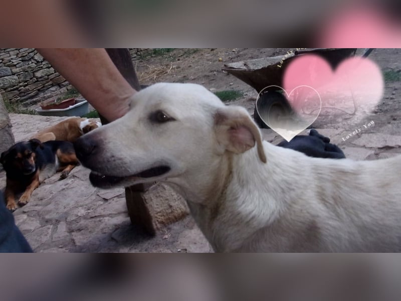 NOVA❤  sucht Zuhause oder Pflegestelle NOVA❤  sucht Zuhause oder Pflegestelle