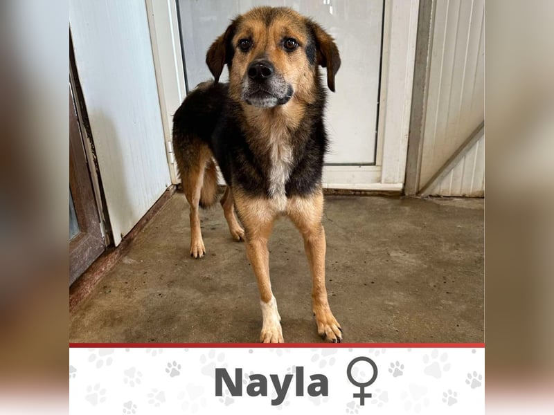 NAYLA ❤ EILIG! sucht Zuhause oder Pflegestelle