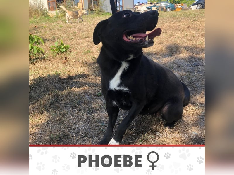 PHOEBE ❤️  sucht Zuhause oder Pflegestelle