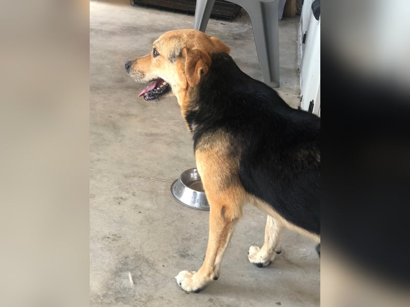 COCO ❤️ sucht Zuhause oder Pflegestelle