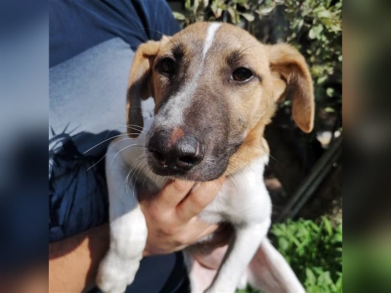 SVEN ❤ EILIG! sucht Zuhause oder Pflegestelle