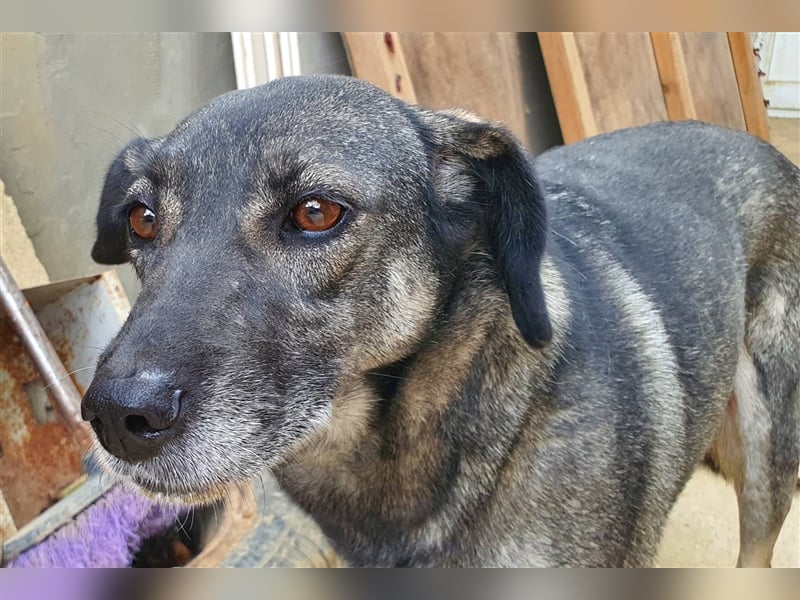 LUNA ❤ sucht Zuhause oder Pflegestelle