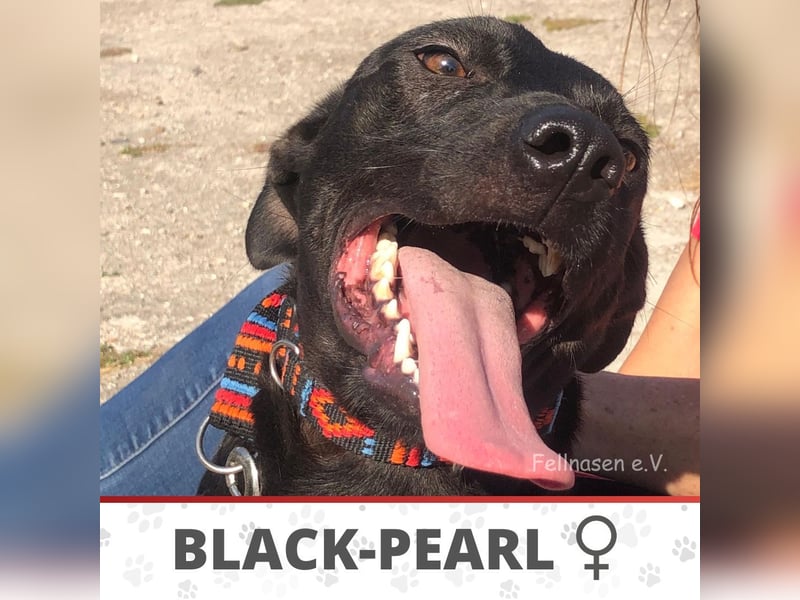 BLACK-PEARL ❤️ sucht Zuhause oder Pflegestelle