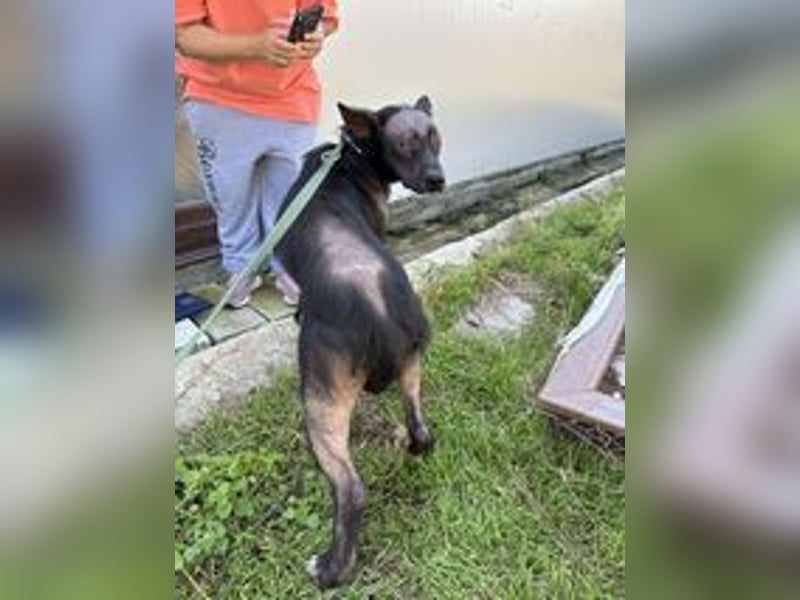 ZIGGY ❤ EILIG! sucht Zuhause oder Pflegestelle