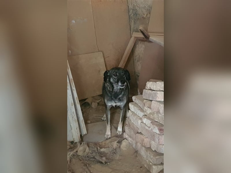 LUNA ❤ sucht Zuhause oder Pflegestelle