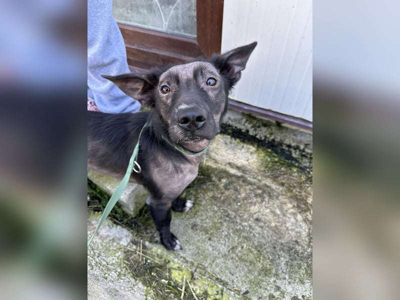 ZIGGY ❤ EILIG! sucht Zuhause oder Pflegestelle