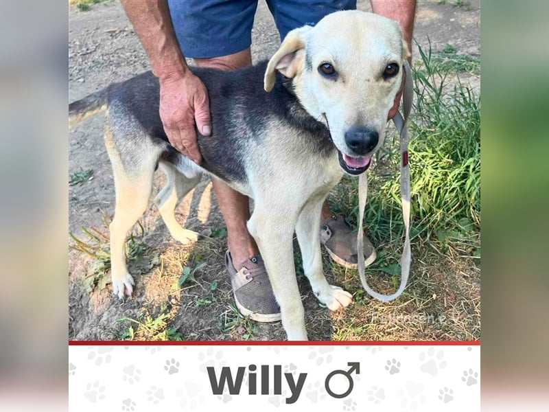 WILLY ❤  sucht Zuhause oder Pflegestelle