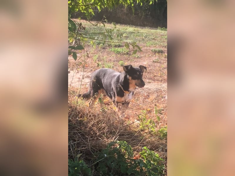 ANTONY ❤️ sucht Zuhause oder Pflegestelle